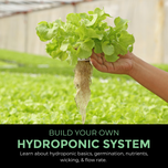Build Your Own Hydroponic System