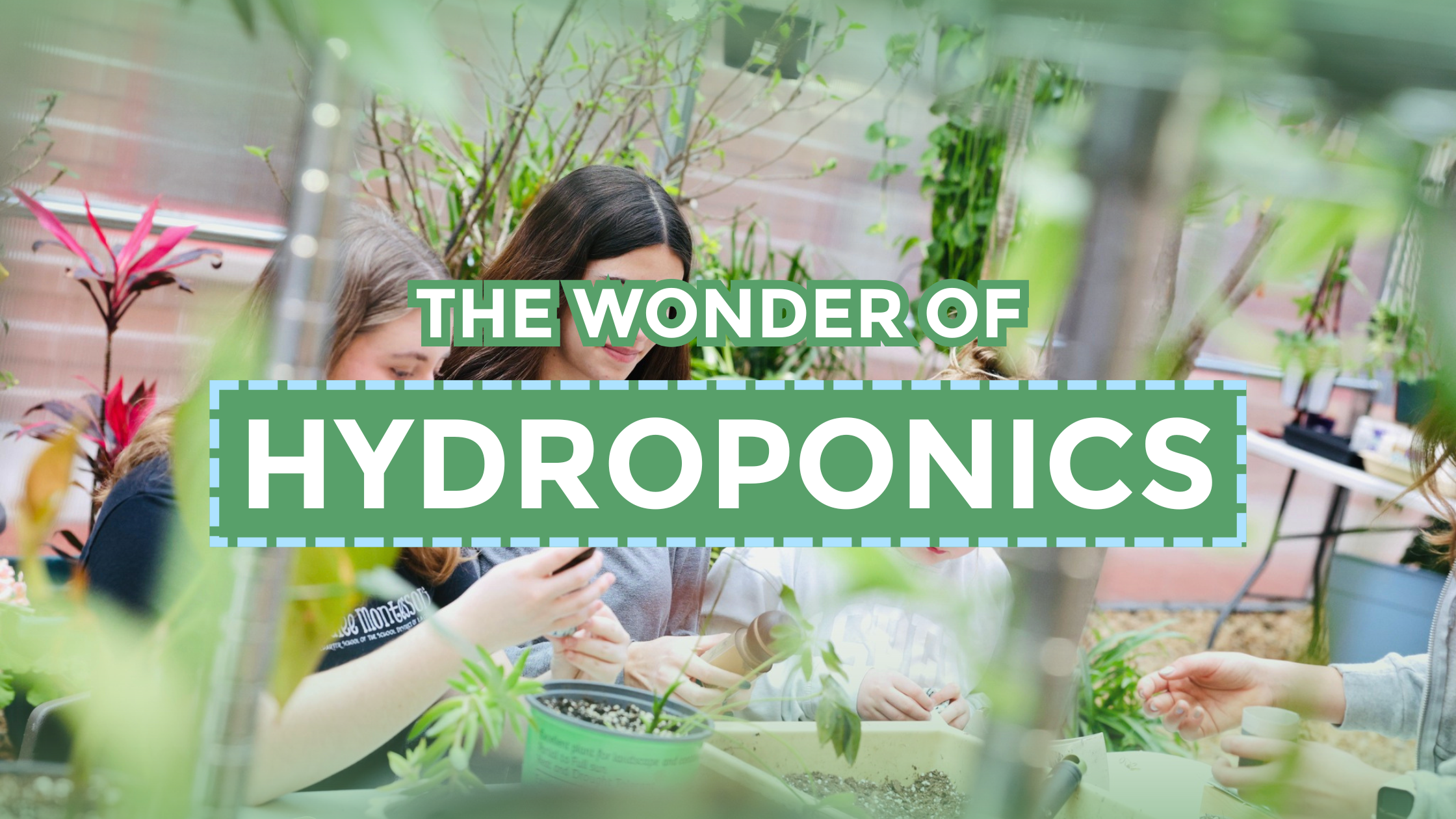 The Wonder of Hydroponics