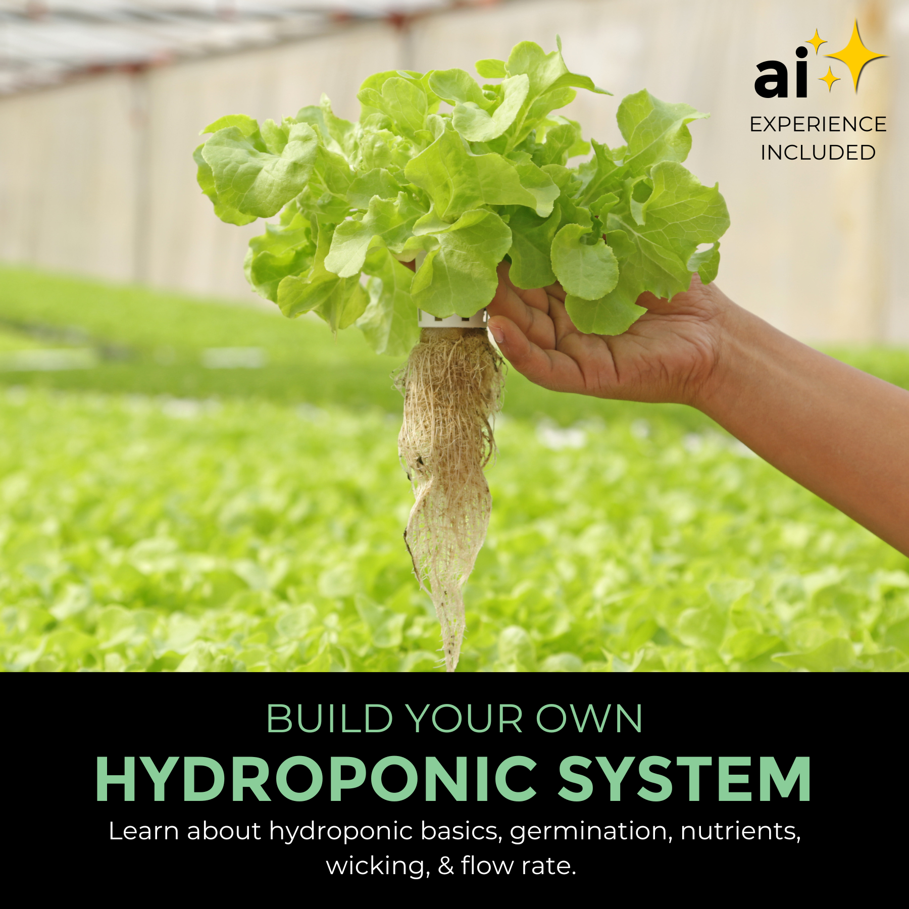 Kids build a hydroponic system from a STEM kit to grow butter lettuce sustainably.